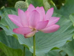 行田古代蓮(3)