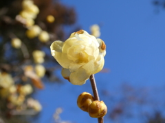 霞野神社の蝋梅(1)