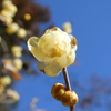 霞野神社の蝋梅(1)