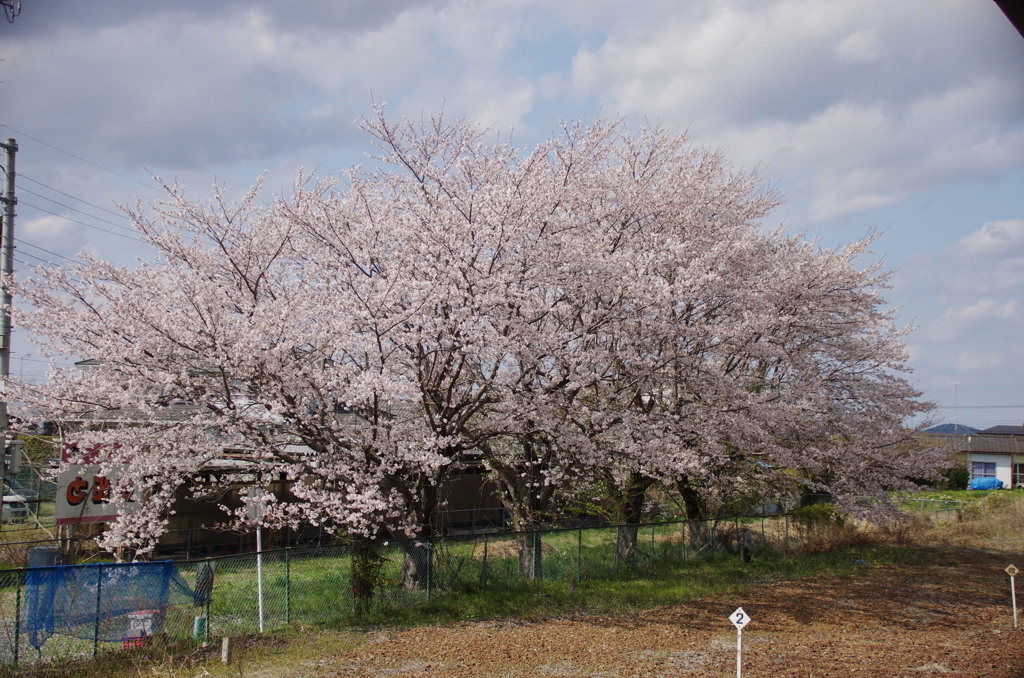 益子駅の桜