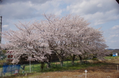 益子駅の桜