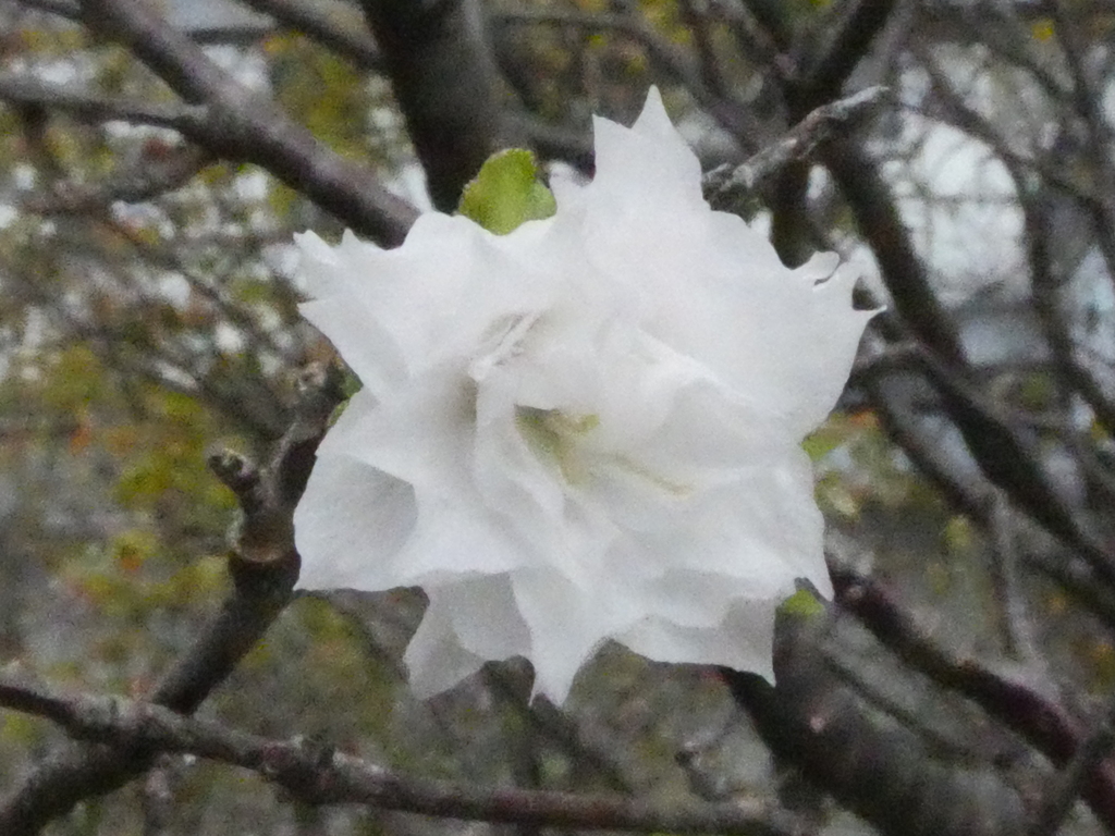 十月桜？(1)