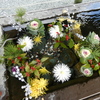 初春の花手水