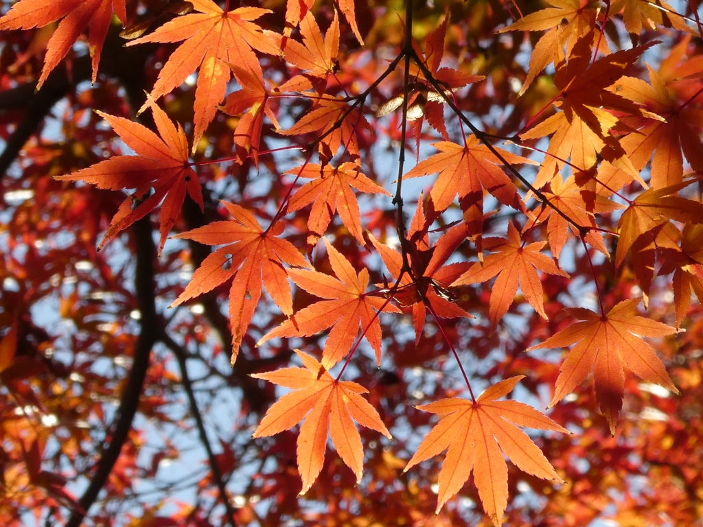 空一面に広がる紅葉