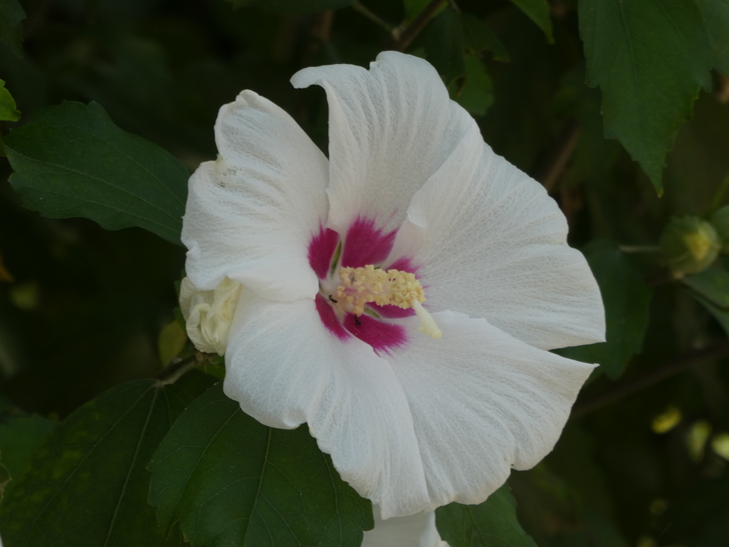 むくげの花
