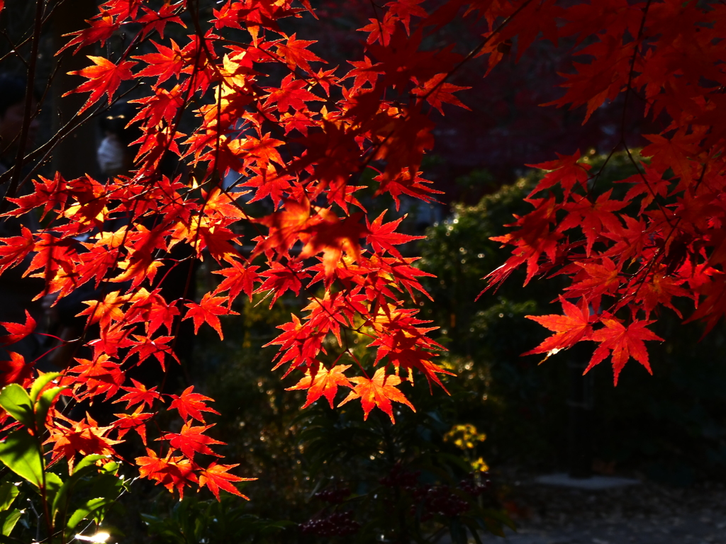 師走の紅葉