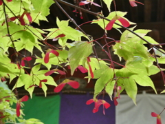 青紅葉と赤い実(1)