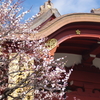 梅と亀戸天神(１)