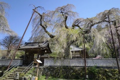 清雲寺境内の枝垂桜(1)