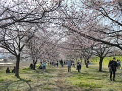 北浅羽の安行寒桜(終点)