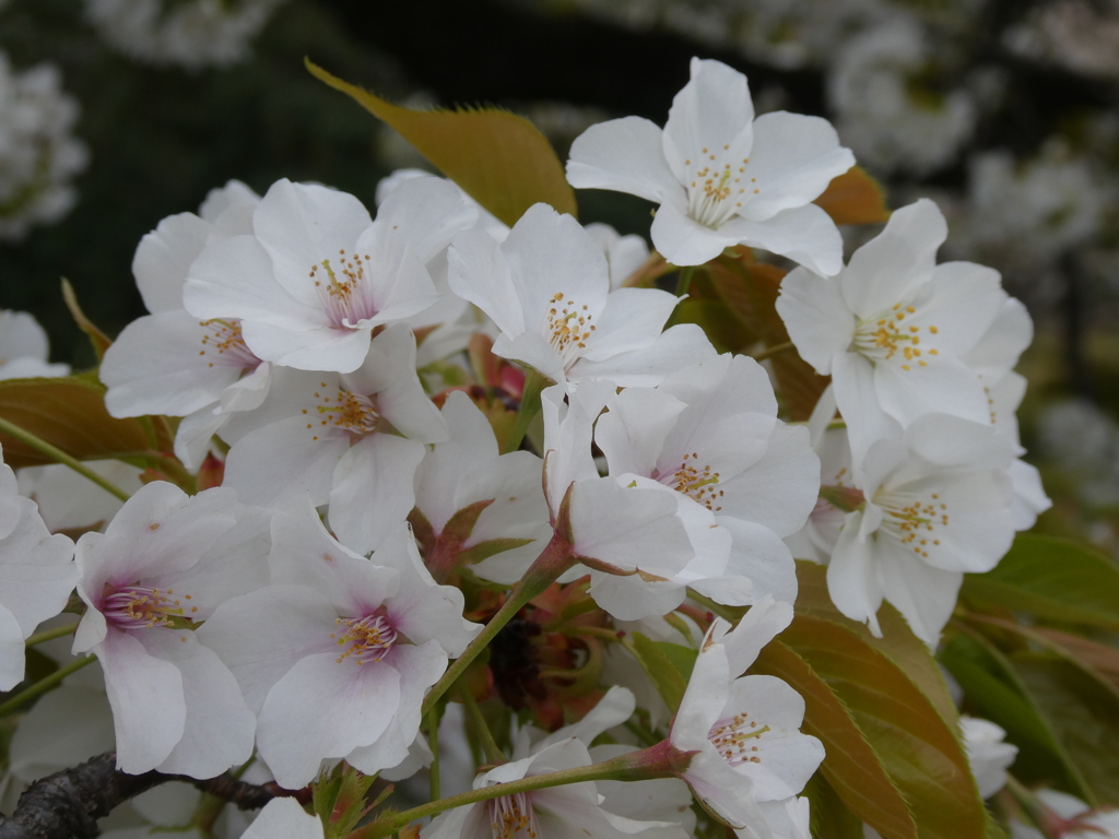 江戸城天守跡の大島桜(2)