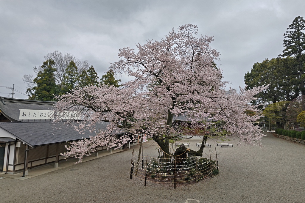 高麗神社の彼岸桜(1)