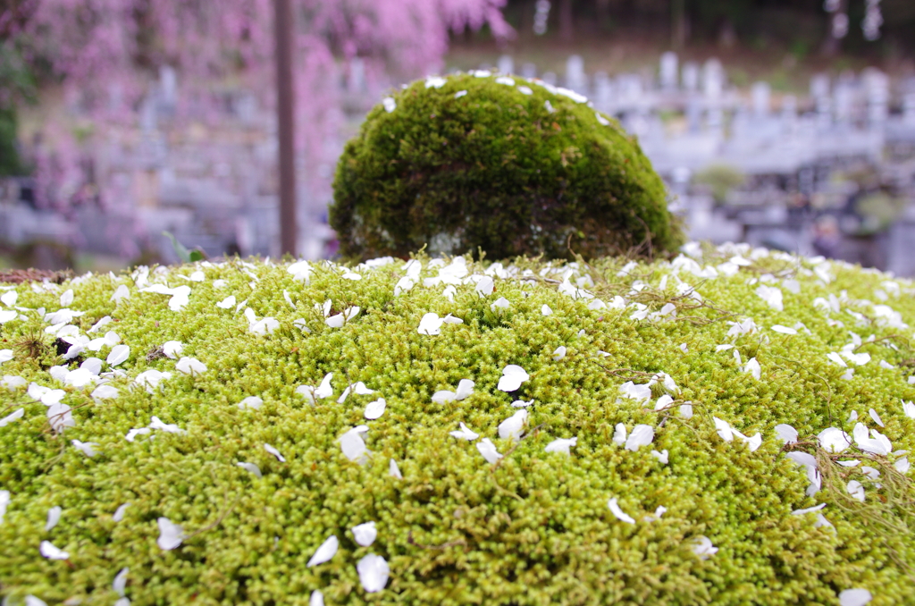 苔に降る散華