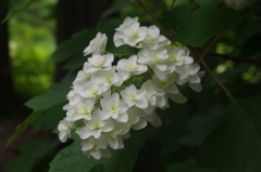 小さな柏葉紫陽花