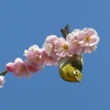 アクロバット！
