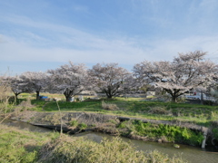 小畔川の桜