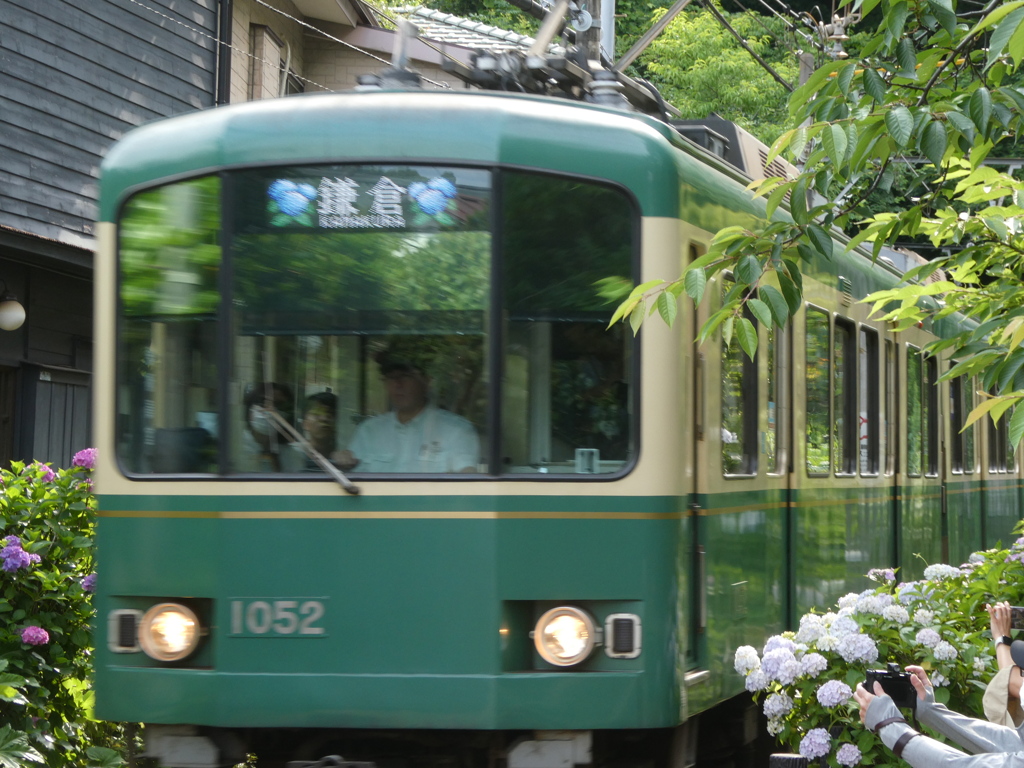 紫陽花減ってもこいつは人気