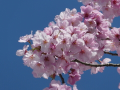普光明寺の陽光桜(１)