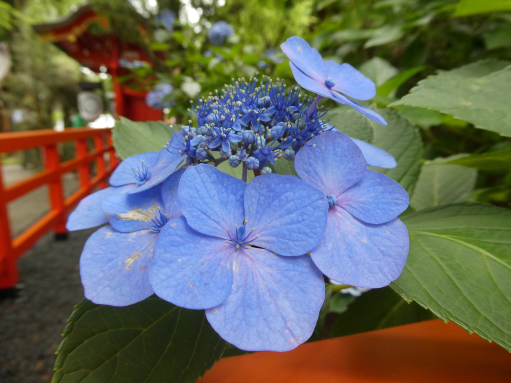 愛宕神社の紫陽花(２)
