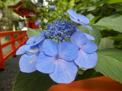 愛宕神社の紫陽花(２)