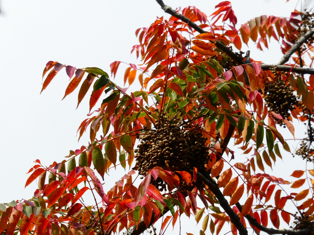 ハゼの紅葉