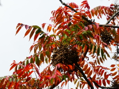 ハゼの紅葉