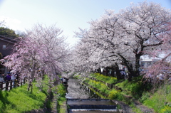 新河岸川の桜(1)