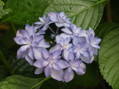 令和７年川越八幡宮の紫陽花(４)