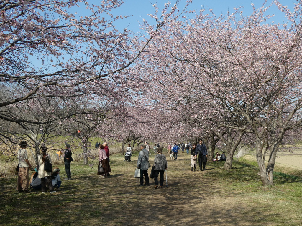 一足早いお花見