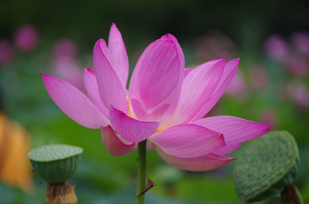 行田古代蓮(1)