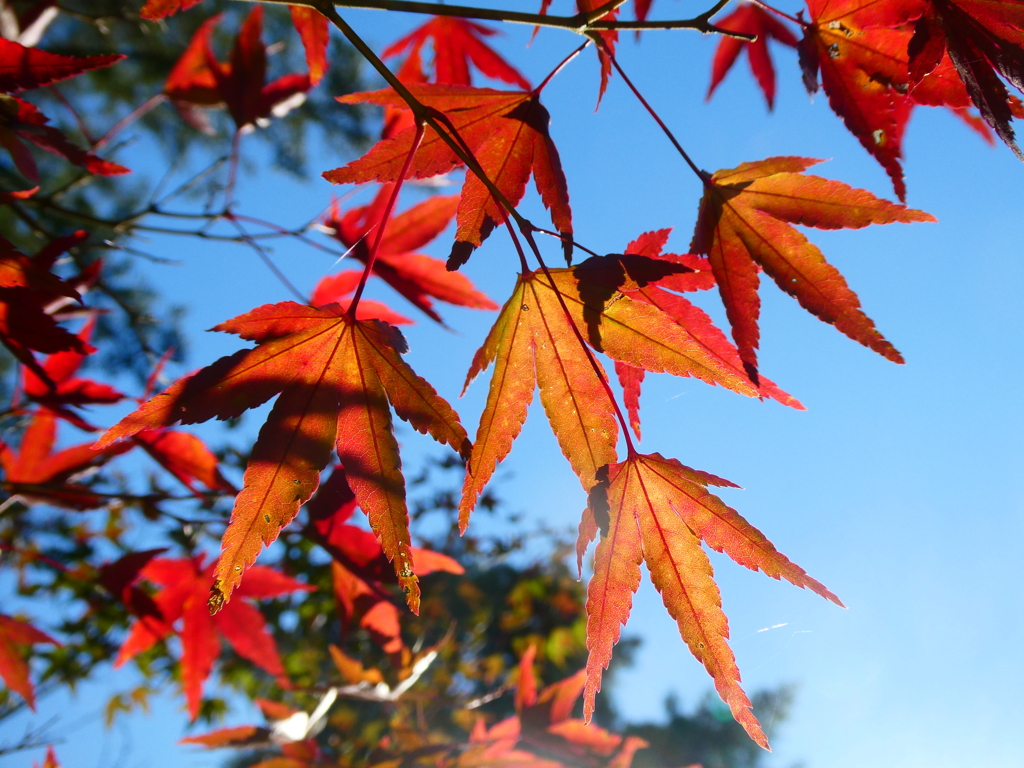普通に紅葉