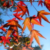 普通に紅葉