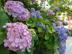 赤坂日枝神社の紫陽花(3)
