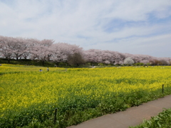 権現堂堤の桜と菜の花