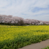 権現堂堤の桜と菜の花