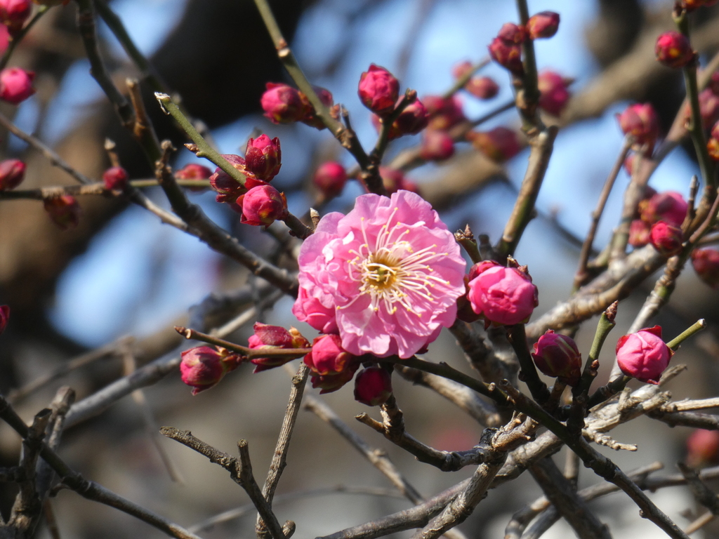 紅梅開花！(１)