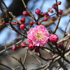 紅梅開花！(１)