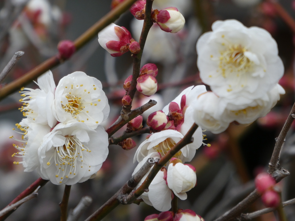 睦月に白梅開花！