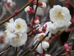 睦月に白梅開花！
