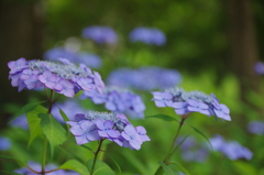 甘茶の群生(２)