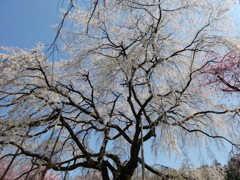 清雲寺境内の枝垂桜(2)