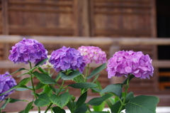 能護寺の紫陽花(紫)