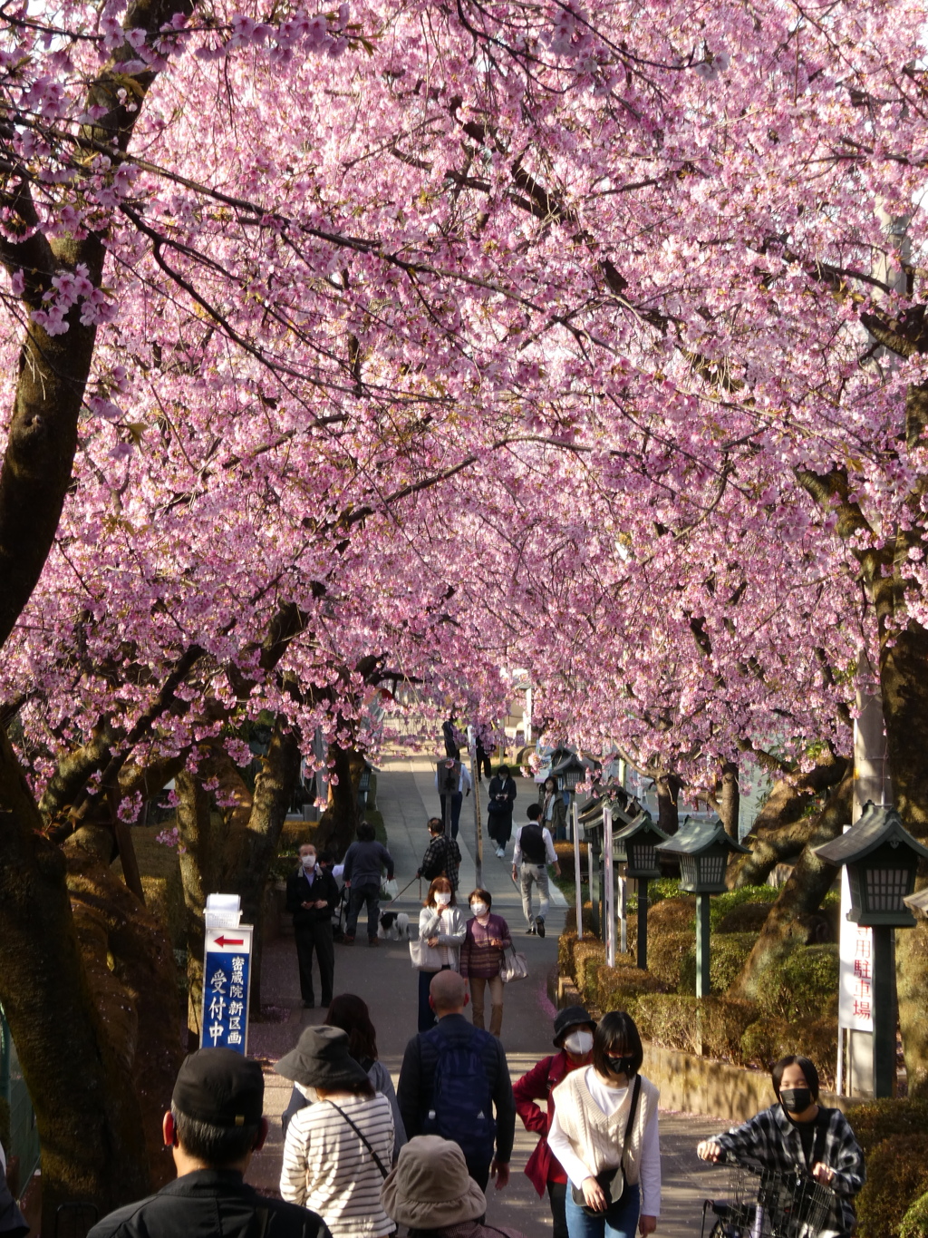 密蔵院参道の安行寒桜並木(5)