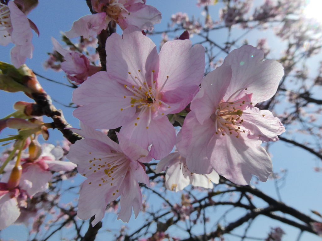 すみよし河津桜(11)