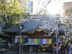 桜咲く蓮馨寺