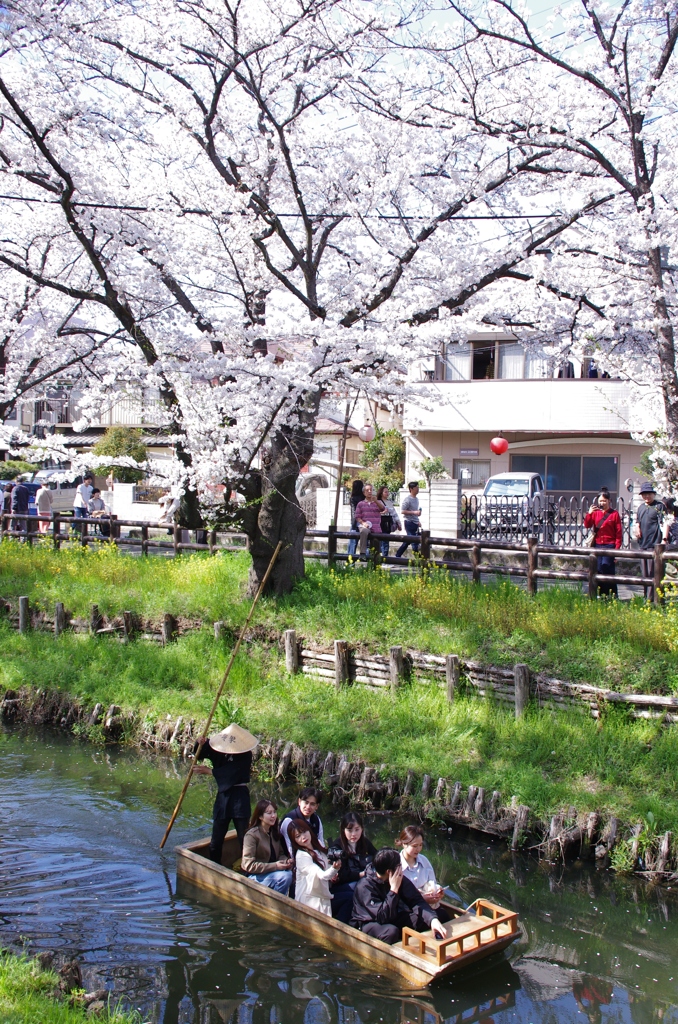 春の新河岸川を花見船が行く(1)