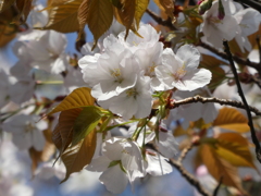 令和７年 靖国神社の山桜