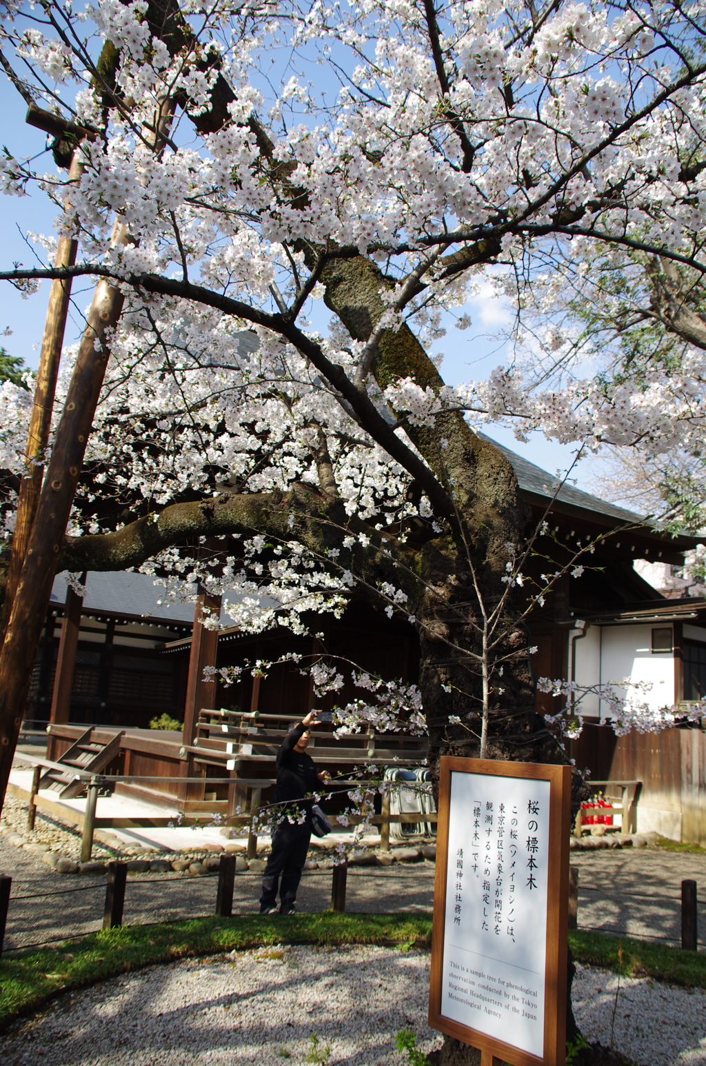 令和７年 東京の桜標本木(２)