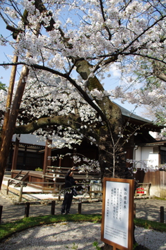 令和７年 東京の桜標本木(２)