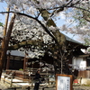 令和７年 東京の桜標本木(２)